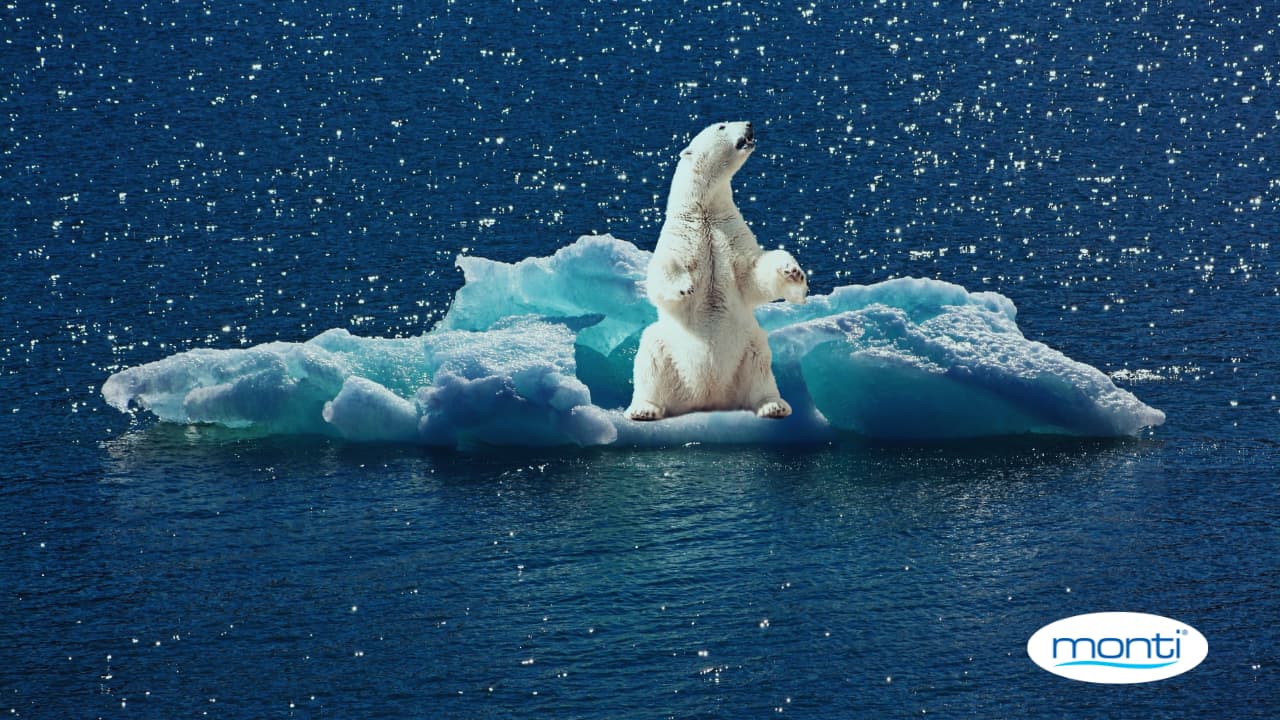 jegesmedvék világnapja február 27