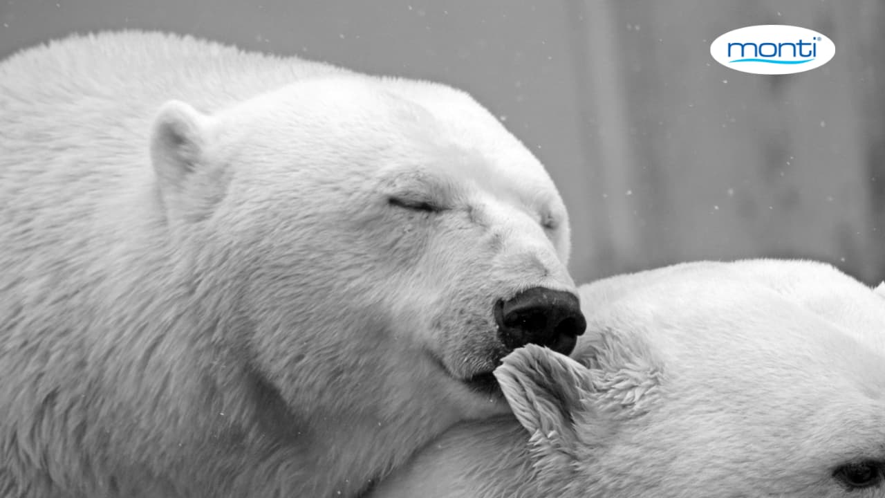 jegesmedvék világnapja