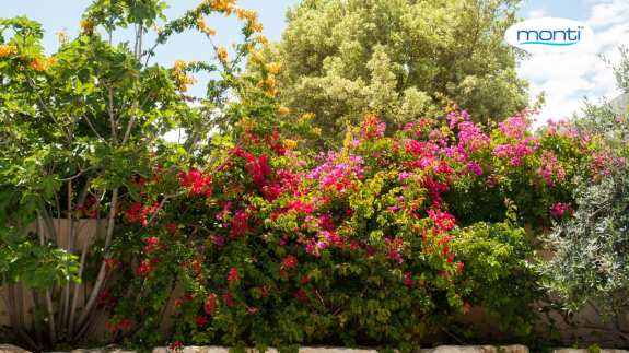 The best drought-tolerant plants for the balcony and the garden