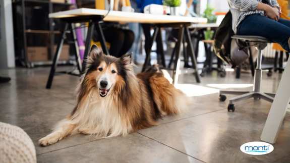 Kutya az irodában? 4 érv a kutyabarát munkahely mellett